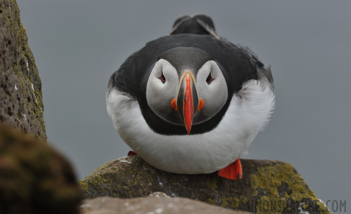 Fratercula arctica naumanii [400 mm, 1/640 Sek. bei f / 10, ISO 800]